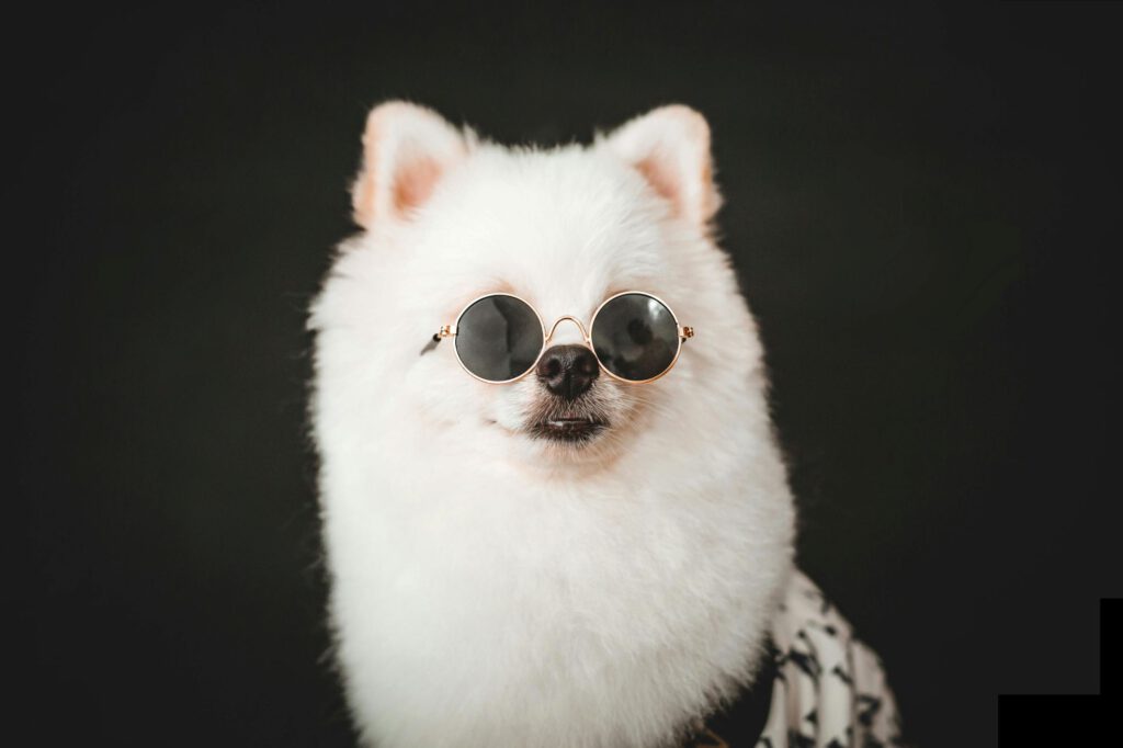 Financing for Mobile pet Grooming business. 