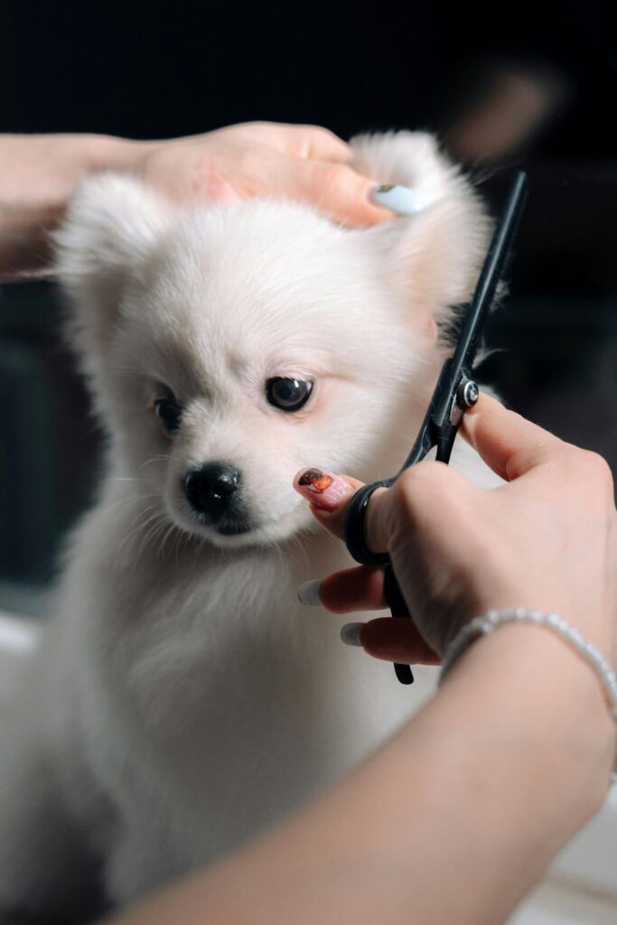 Growth of the pet grooming industry