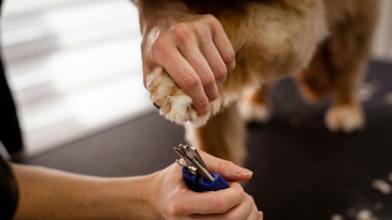 Mobile Pet Grooming Business